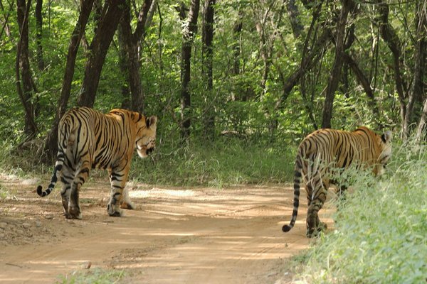 Comment organiser une expédition pour observer les tigres au parc national de Ranthambore, Inde ?